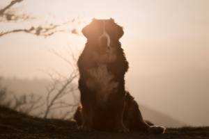 Savannah RIONDET - 0poilphotographie