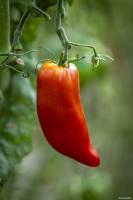 Julien SESIA - Julien-Sésia-Photographie©