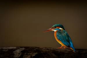 Julien SESIA - Julien-Sésia-Photographie©